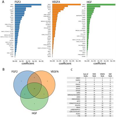 Identification of kinases activated by multiple pro-angiogenic growth factors